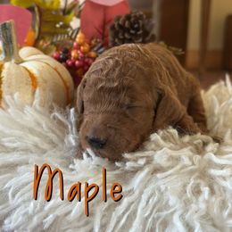 Maple - Red  female Poodle puppy in Dayton, Texas from Wolfe Island Poodles