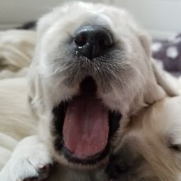 Golden Retriever Puppies from BearMoose Goldens