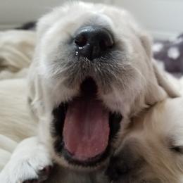 Golden Retriever Puppies from BearMoose Goldens