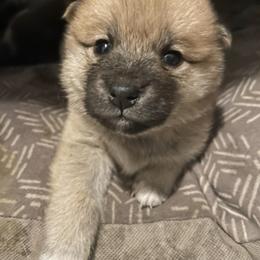 Shiba Inu Puppies from The Animal Farm at Clewiston
