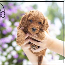 Australian Labradoodle Puppies from South Mitten Labradoodles