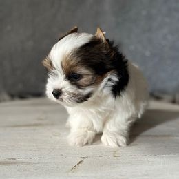 Benton - Parti male Yorkshire Terrier puppy in Pana, Illinois from Lucky Star Yorkies