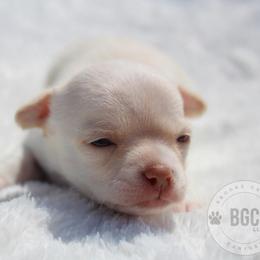 Ember - Cream female Chihuahua puppy in Forsyth, Georgia from Brooks Grove Canines LLC