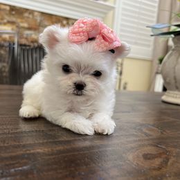 Scotty - Maltese