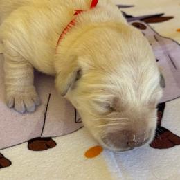Scarlett - Yellow female Labrador Retriever puppy in Ft. Myers/Naples, Florida from Tiny Hiney Farm Labradors