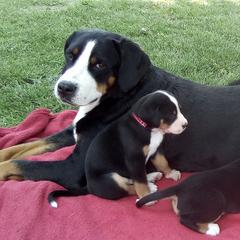 Greater Swiss Mountain Dogs from Moondog Swissies