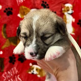 Sally - Sable Pembroke Welsh Corgi puppy in Fallbrook, California from Le Rêve Corgis