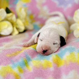 Boy 4 - Yellow Ribbon - White and black Dalmatian puppy in Hillsville, Virginia from Spot On Dalmatians