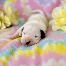 Boy 4 - Yellow Ribbon - White and black Dalmatian puppy in Hillsville, Virginia from Spot On Dalmatians