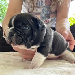 Hank - Brindle and white male French Bulldog puppy in Ashland, Ohio from HazyDayFrenchies