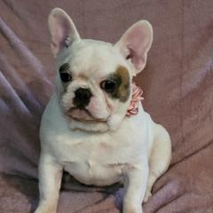 American Bulldog and French Bulldog All Grown Up from Frenchie Up Farms