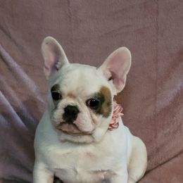 American Bulldog and French Bulldog All Grown Up from Frenchie Up Farms