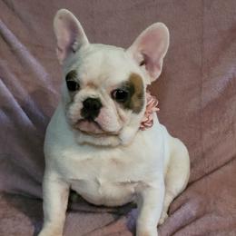 American Bulldog and French Bulldog All Grown Up from Frenchie Up Farms