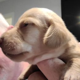 OPIE - Red male Dachshund puppy in Paradise, Texas from C and J Minis