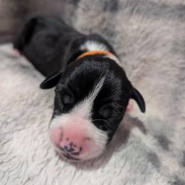 Orange Collar Mantle female - Mantle female Great Dane puppy in Brooksville, Florida from Follow My Lead Great Danes