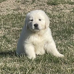 Boy 3 - Golden Retriever puppy in Marshfield, Missouri from Charm Puppies