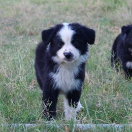 Lime - Black & white male Miniature Australian Shepherd puppy in Iola, Texas from MK Aussies