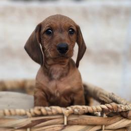 Red Wire Girl - Red female Dachshund puppy in Cheney, Washington from Nouvelle Standard Dachshunds
