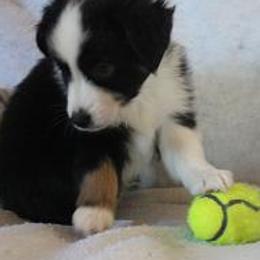Miniature Australian Shepherd Puppies from Sapphire Stables