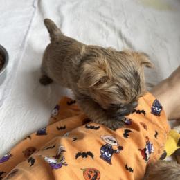 Boy 6 - male Cairn Terrier puppy in Terrebonne, Oregon from Central Oregon Cairn Terriers