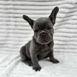 Boy 1 - Blue male French Bulldog puppy in City Of Industry, California from Cert. Frenchies
