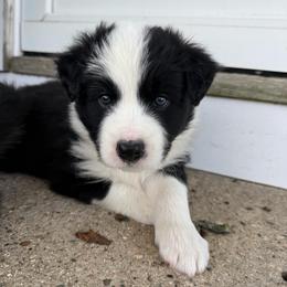 Rocky - White and seal male Border Collie puppy in Dorr, Michigan from Pineview Farm