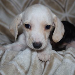 Dachshund All Grown Up from Gryphon Lane Dachshunds