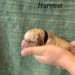 Harvest - Golden male Golden Retriever puppy in Fruitland, Idaho from Bethel Retrievers
