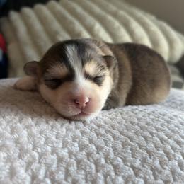 Pepe le pew - Tri-color male Pomsky puppy in Grandview, Washington from Alyssa’s Pomskies