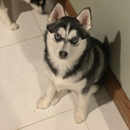 Pomskies from OhioPomsky
