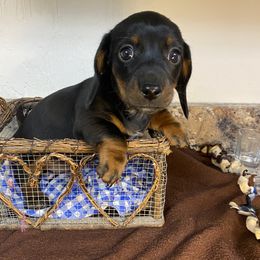 Dachshund Puppies from Yellowstone Dachshunds