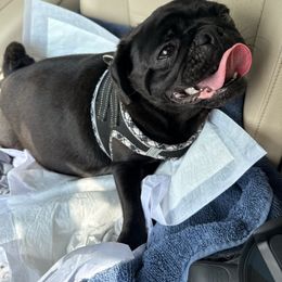 Bailey - Pug