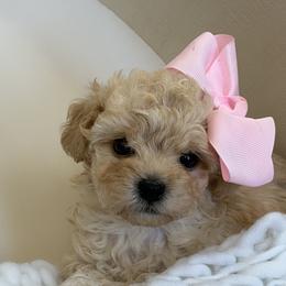 Winnie - Cream female Havapoo puppy in Pleasant Grove, Utah from Snuggle Buddies
