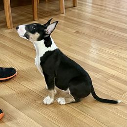 Bull Terrier Puppies from Lynn Hill Bull Terriers