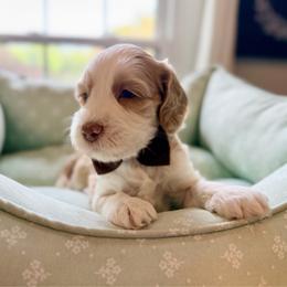 Sprout - Caramel red male Australian Labradoodle puppy in Summerfield, North Carolina from Four Oaks Labradoodles