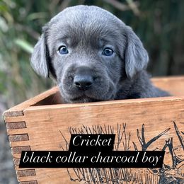 Dilute Retriever and Labrador Retriever Puppies from Lynn Valley Labradors