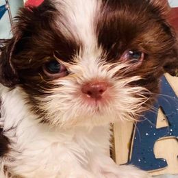 Shih Tzus from Lion's Mane Shih Tzu
