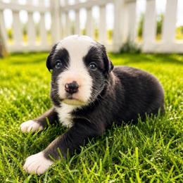 Teton - Black Tri Male - Black tri-color male Australian Shepherd puppy in Hugo, Colorado from Frying Pan Ranch Australian Shepherds