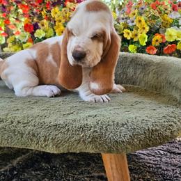 Light Blue Girl Holly - Lemon and white female Basset Hound puppy in Foley, Alabama from Jubilee Basset Hounds