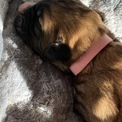 Girl 4 - Brown Pyredoodle puppy in Pleasant Plains, Arkansas from Sweet Dixie Doodles