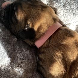 Girl 4 - Brown Pyredoodle puppy in Pleasant Plains, Arkansas from Sweet Dixie Doodles