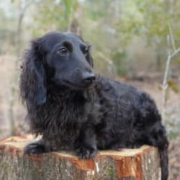 Johnny Cash - Black male Dachshund puppy in Waynesboro, Tennessee from Owl Hollow Farm Miniature Dachshunds