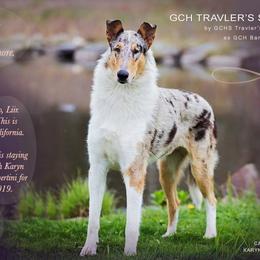 Am/Can GCH Travlers Son of a Witch, IT - Collie
