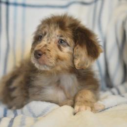 Hope - Red merle female Aussiedoodle puppy in Delta, Colorado from PTK Ranch
