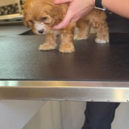 Bristol - Apricot female Cavapoo puppy in Lincolnton, North Carolina from Home Sweet Home Puppies