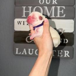 Purple collar - Cream female French Bulldog puppy in Port Charlotte, Florida from Cloud Nine Ranch Bullies