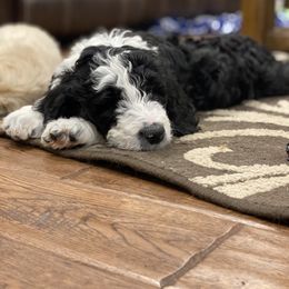Aussiedoodle, Goldendoodle, and Sheepadoodle Puppies from The Yuppy Puppy Doodle Company