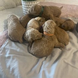 Goldendoodle Puppies from Puppy Paws