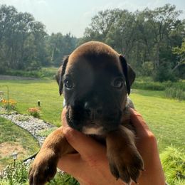 London - Fawn female Boxer puppy in Jamesville, New York from Reynolds Homestead Boxers