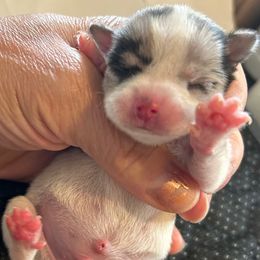 Cruise - Merle male Chihuahua puppy in Hampton, Virginia from Chilove Chihuahuas